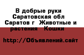 В добрые руки - Саратовская обл., Саратов г. Животные и растения » Кошки   